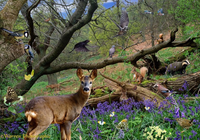 Birds of the Forest: Springtime in the Woods