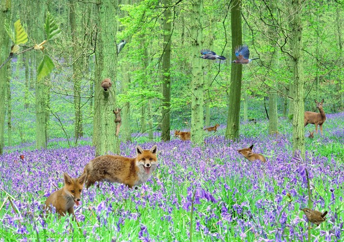 Birds and Bluebells: A Springtime Delicacy