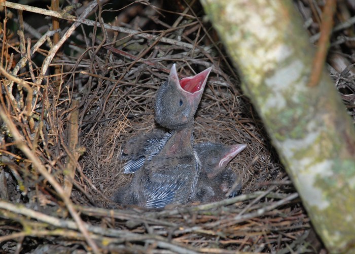 Nesting merla nest beneficial merle hunger giorni towards attract orto espe bretagne dedichiamoci spalle chirpforbirds