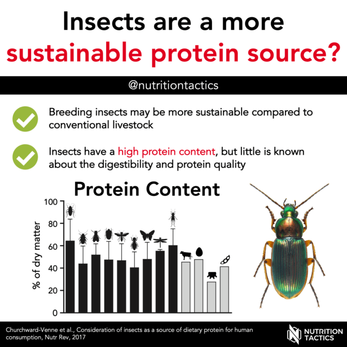 Birds and Insects: A Springtime Protein