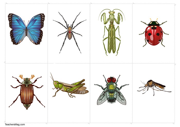 Insect kids life educational posters body poster bugs parts schools