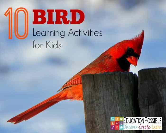 Bird Education: Learning About Birds in Spring