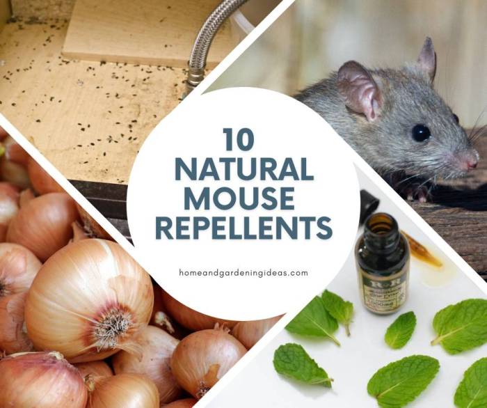 DIY repellents for pets