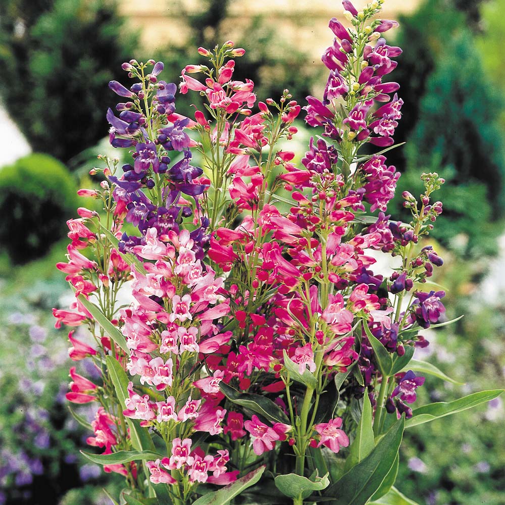 Native penstemons totally tubular blooms