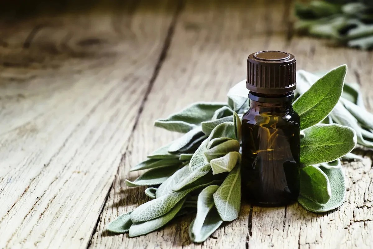 The effectiveness of sage oil