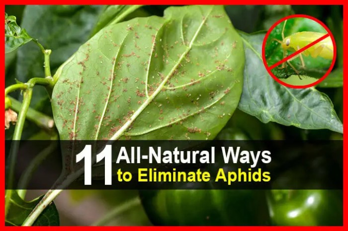 The effectiveness of natural repellents for aphids