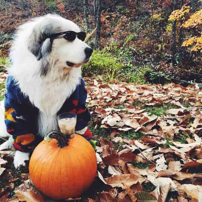 Bernese mountain dog mixed with great pyrenees