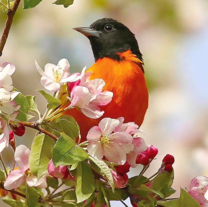 Birds in Photography: A Springtime Capture