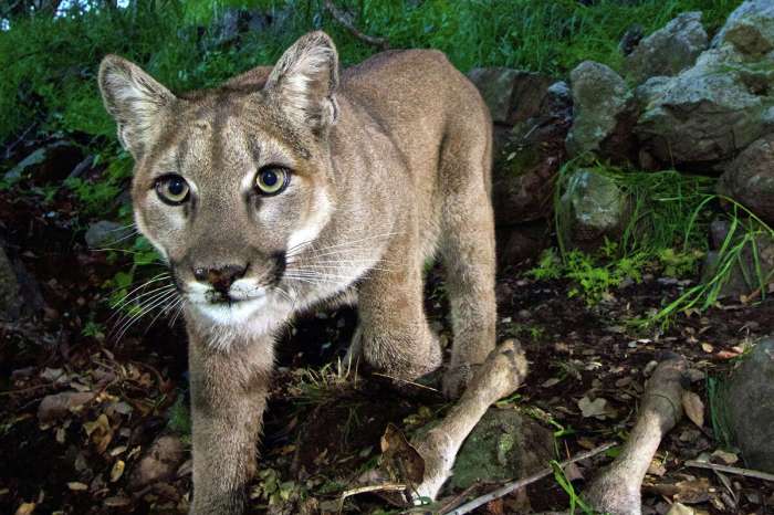 Mountain lion in oceanside