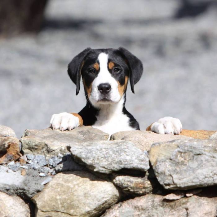 Dog mountain swiss greater dogs puppies trout creek tucker stud independent specialty sale national