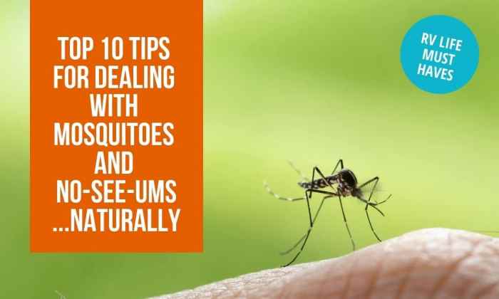 Ums mosquitoes dealing naturally rvlove