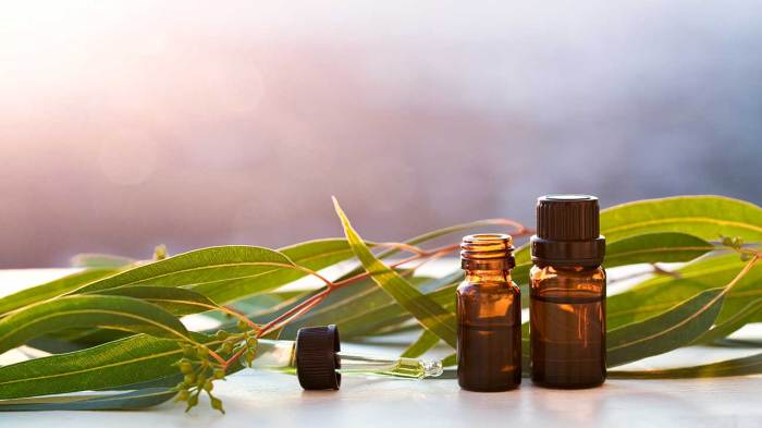 Eucalyptus oil uses benefits essential oils draxe tree top pure doterra blue aromatherapy used healing australia diffuser choose board article