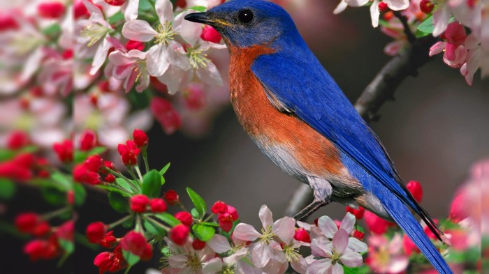 Birds and the Changing Seasons: Spring's Unique Symbolism