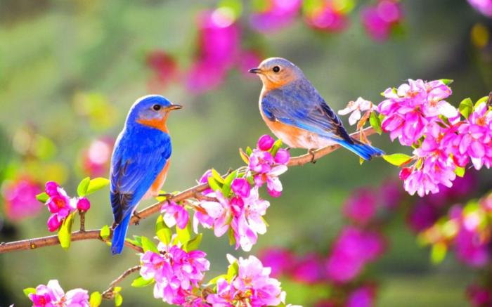 Bird Photography for Creativity: A Springtime Inspiration