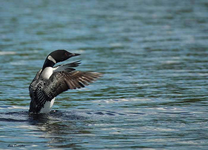 Birds and Kayaking: A Springtime Paddling