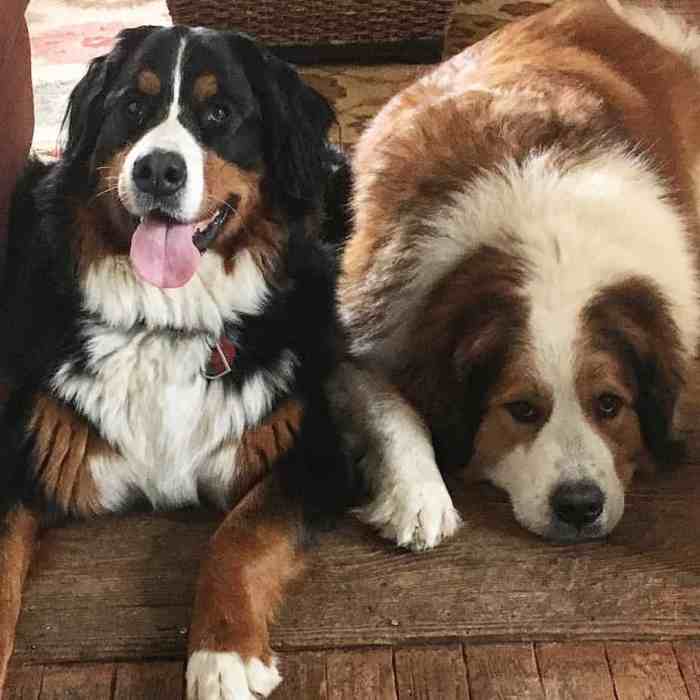 Great pyrenees mix bernese mountain dog