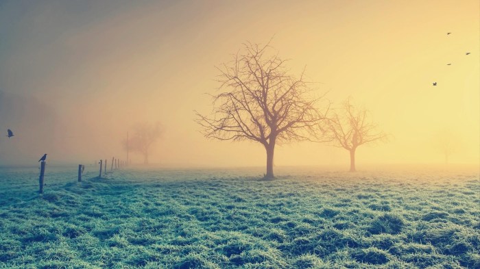 Birds and Fog: A Springtime Mist