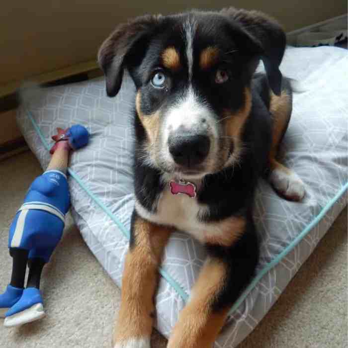 Husky bernese siberian