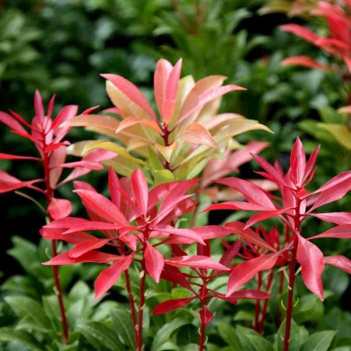 Pieris fire japonica mountain shrub japanese andromeda