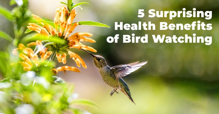 Bird Watching for Immunity Boost: A Springtime Defense