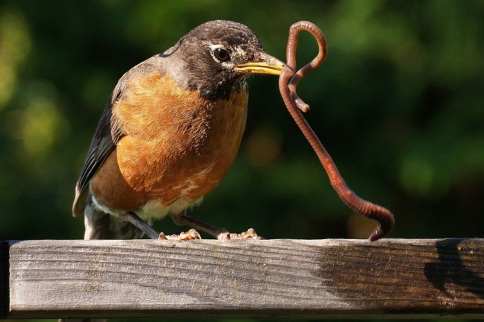 Worms die where worm bird don cats give wise teachers