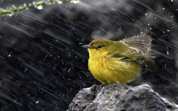 Birds and Wind: A Springtime Breeze