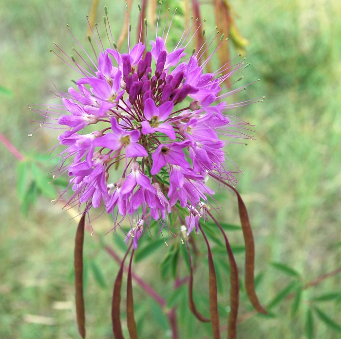 Cleome serrulata rocky mountain beeplant