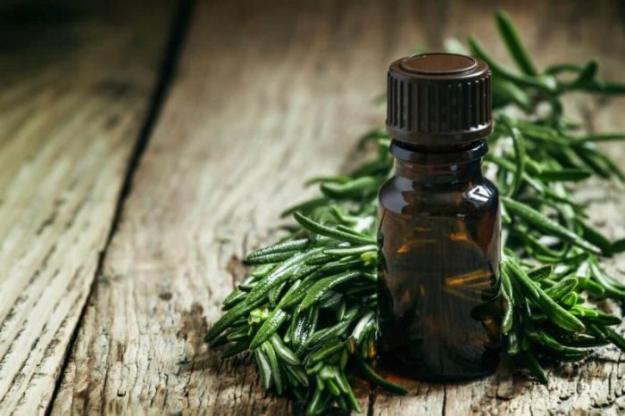 The use of tea tree oil as a repellent