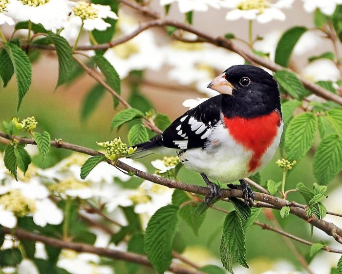 Birdwatching as a Springtime Tradition