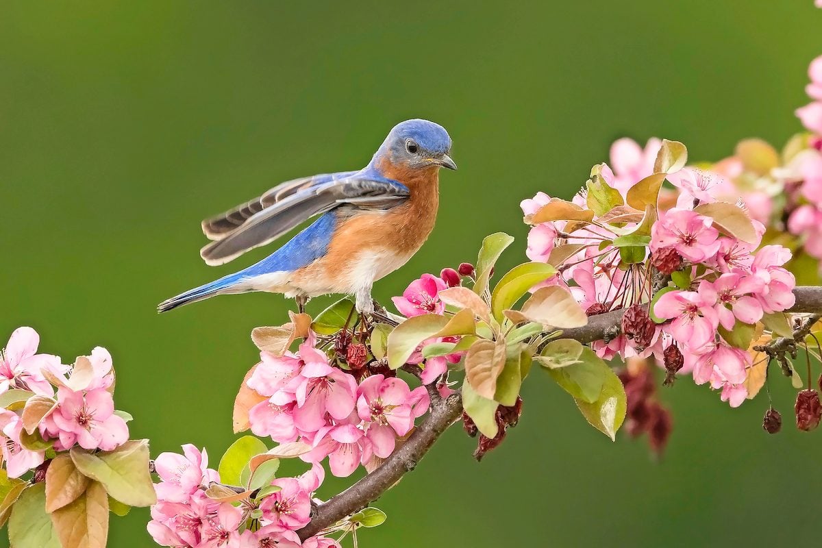 Birds in the Classroom: A Springtime Curriculum