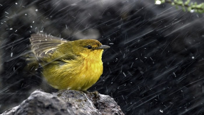 Rain birds drops desktop hd water wallpapers backgrounds rock