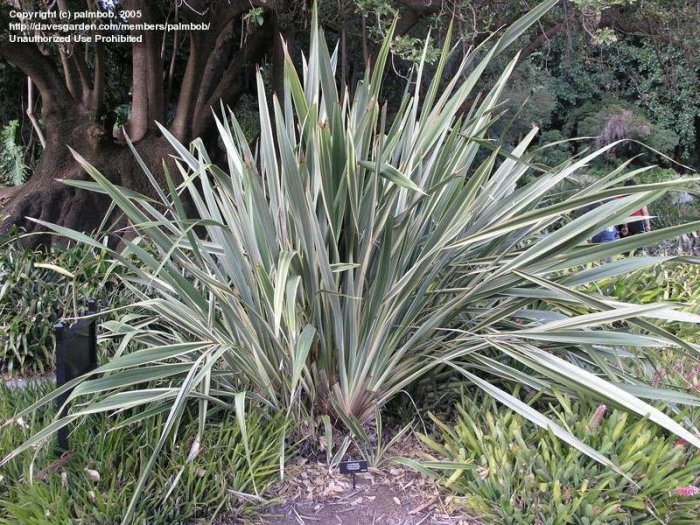 Flax phormium spruce almeida letícia