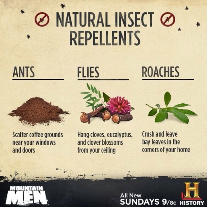 Repellent insect natural musely