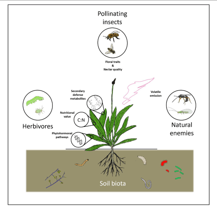 The role of soil health in attracting or repelling bugs