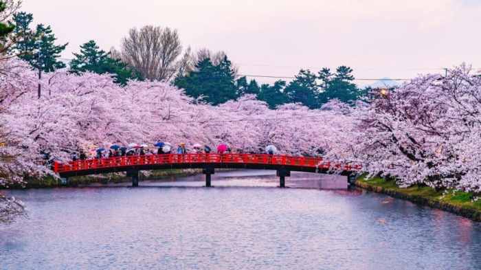 Spring Blossom Festivals: Adoring the Beauty of Spring