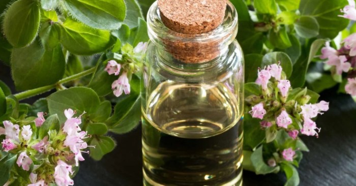 Oregano oil essential benefits health cancer tips practical using know do anti