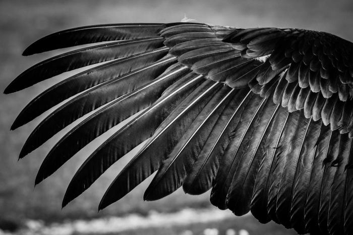 Black feather top