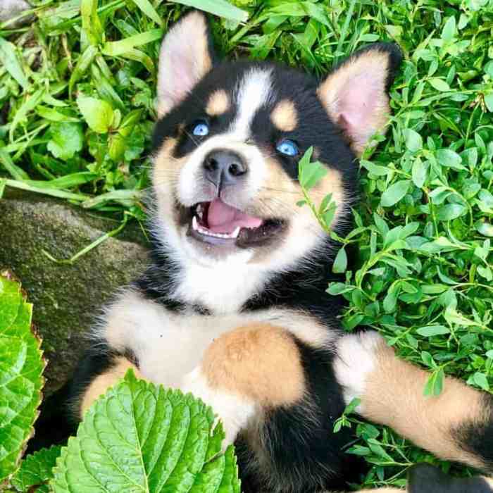 Bernese mountain dog and husky mix