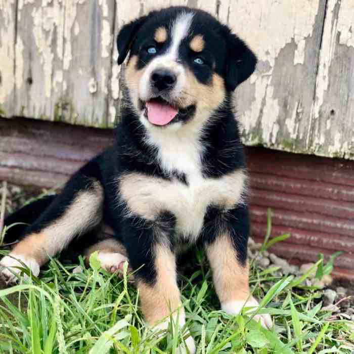 Husky bernese mountain puppies australian mixes highly sociable oriented outgoing inherit breeds