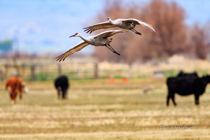 Bird Migration Festivals: Welcoming Returning Birds