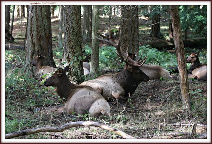 Roosevelt elk vs rocky mountain elk