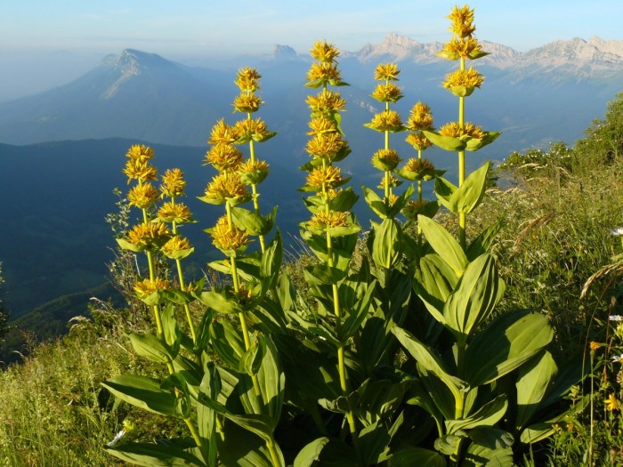 Mountain valley variety