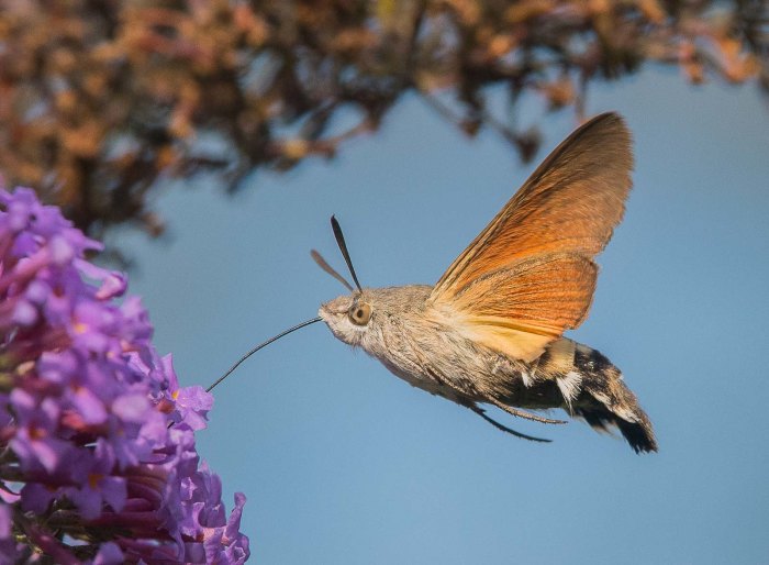 Birds and Moths: A Springtime Nightlife