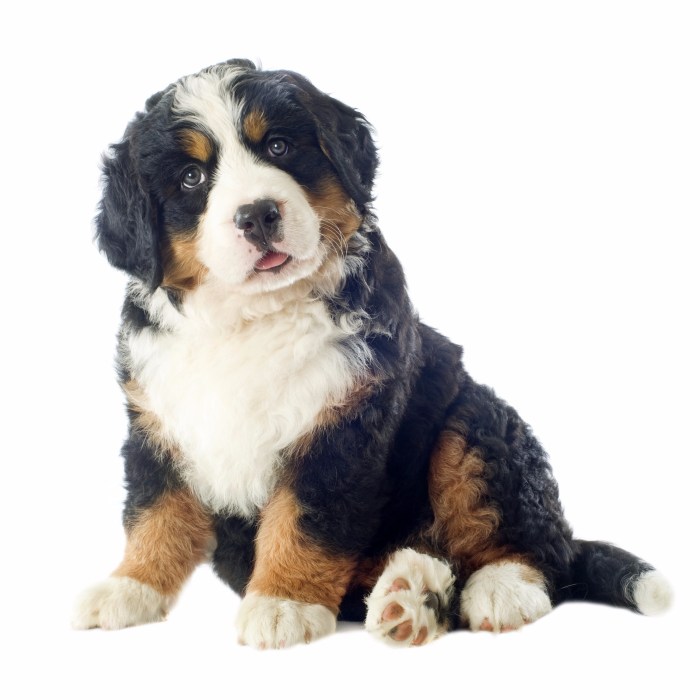 Bernese miniature adoption puppy