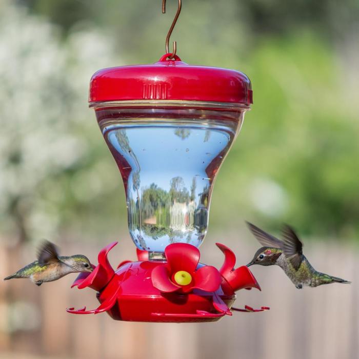 Bird Feeder Filling: Nourishing Birds in Spring