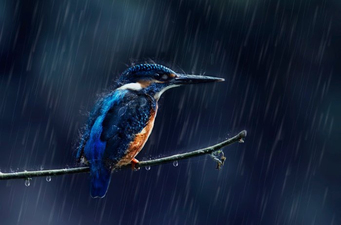 Birds and Rain: A Springtime Shower