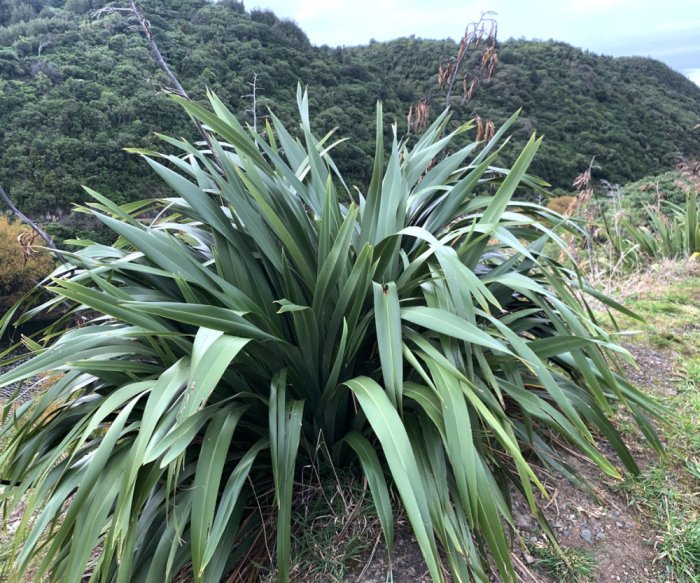 Rarefied mountain flax