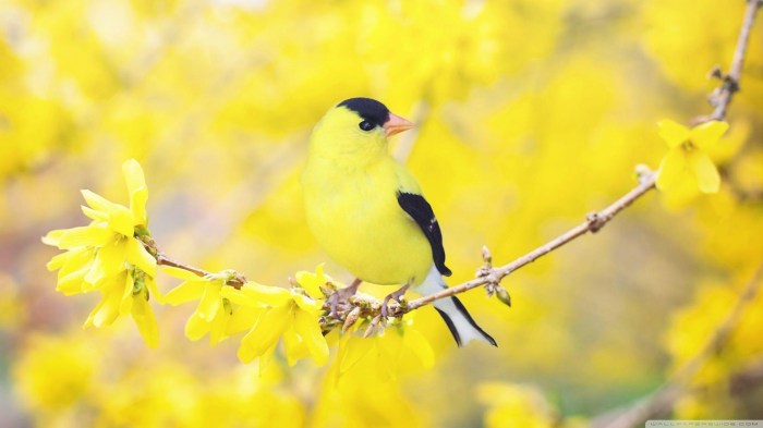 Spring birds wallpapers bird wallpaper desktop