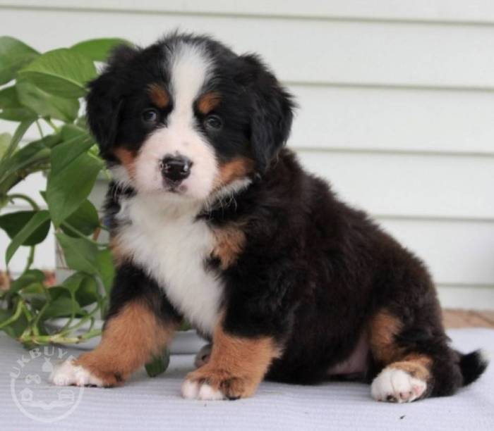 Bernese mountain dog breeders breeds puppies dogs australia breed