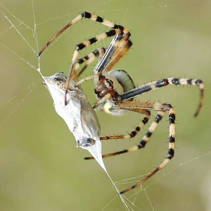 Birds and Spiders: A Springtime Predator-Prey